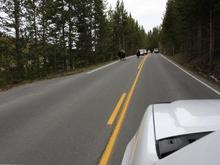 Buffalo in Yellowstone