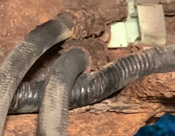 Corroded fuel hose:line connection at frame rail. Dripped  fuel while removing tank , moving fuel hose.