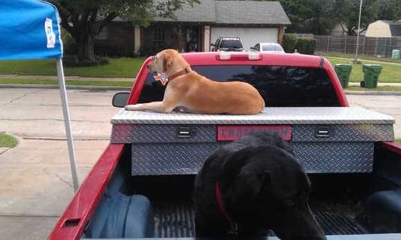 The dogs love sitting in the truck even in the driveway