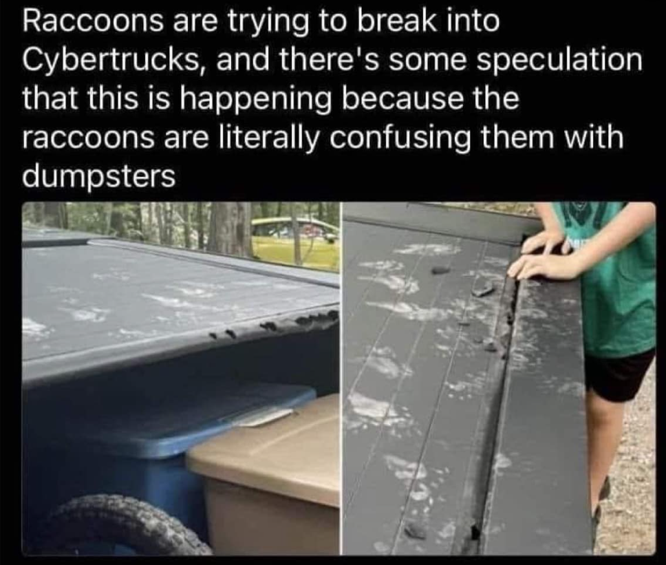 Maybe the racoons are not confused.