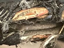 two wires with severely damaged insulation