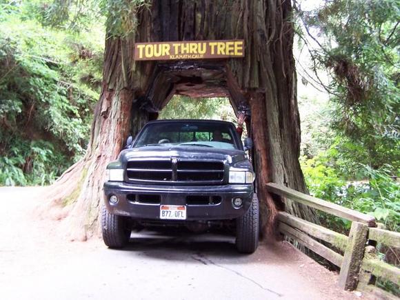 Redwood National Park, Northern California