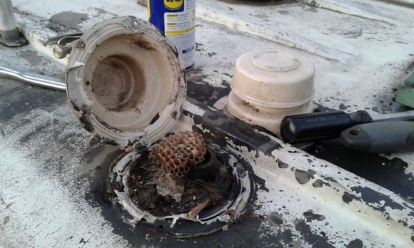 Wasps in the plumbing attic vent caps.