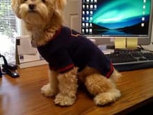 My dog Burger in sweater