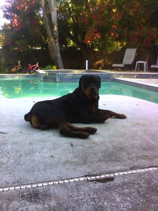 Guinness Poolside