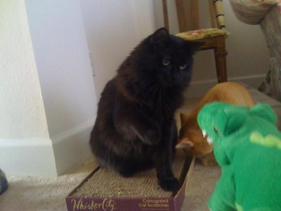 Kitty vs Gator rnd 1. FIGHT!