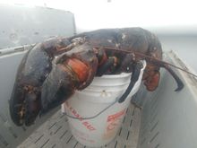 Size compartison to a 5 gallon bucket