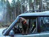 That is TOMAH the world's greatest chocolate lab/land rover fanatic