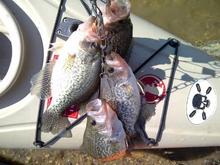 President's day on the occoquan river