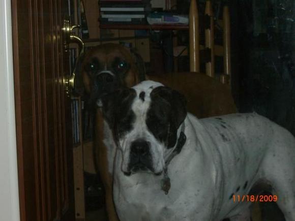 Spot (in foreground), a three year old, 120lbs. Old English Bulldog

Rex (in background), a four year old, 103 lbs. Boxer