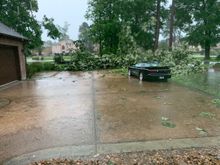 Wind and rain knocked down this very large tree in my front yard in April 2020.