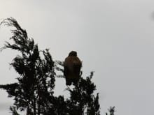 a big owl in a tree in my backyard