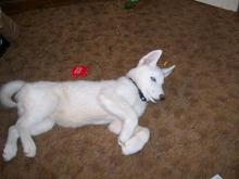 Koda Bear Pup