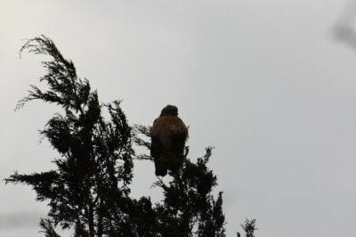 a big owl in a tree in my backyard