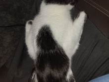 Kitty cat snuggles
