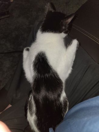 Kitty cat snuggles

