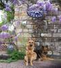 Datura's happy little life.