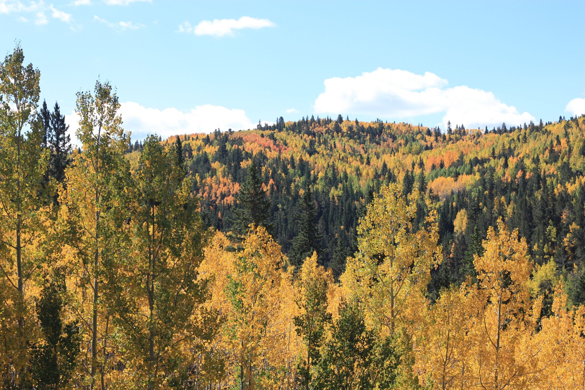 Fall Drive up Pikes Peak - Rennlist - Porsche Discussion ...