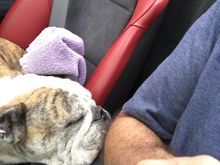 I did an autocross today. Nice opportunity to enjoy the car being pushed a bit in the turns. My Bully was underwhelmed with being allowed to ride in this special car for only the second time. 