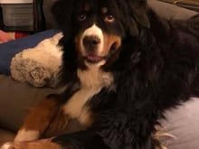 110 lb Lap Dog, Sasha