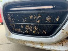 I would clean the larger bugs out by hand daily to make sure it didn't hinder the airflow thru the radiators.