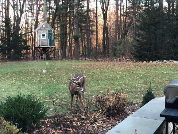 Hungry deer missed out on Thanksgiving dinner 