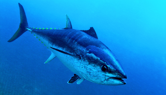 Probably what the tuna looked like in the ocean.