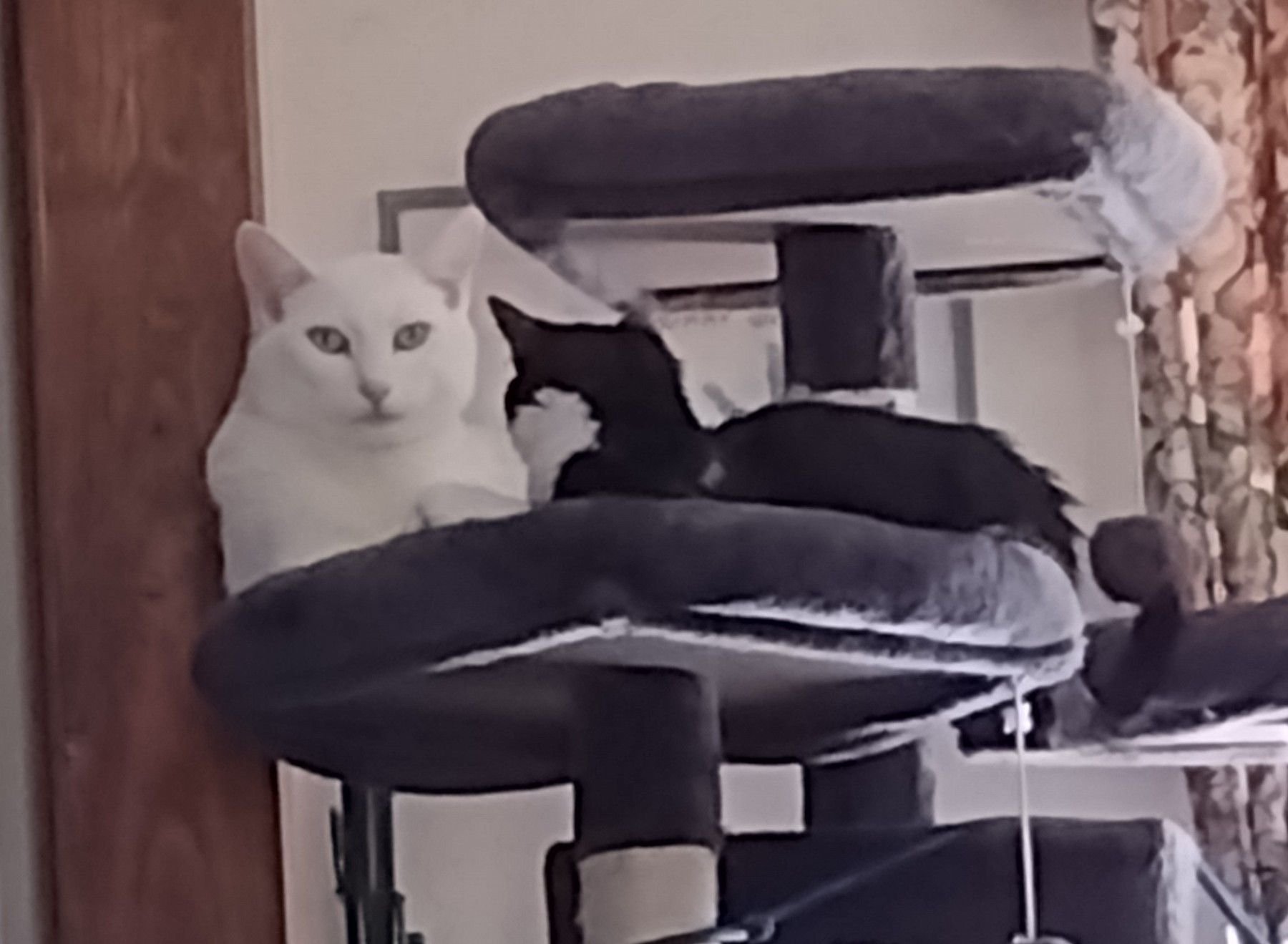 Im Not Sure if This is Flirting or Allie Just Wants a Close Friend. Not a Hiss or Swipe! Even The Cats Know its Time For More Just Getting Along!