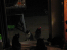 Using a Lasetr Pointer I Got To Play With The Feral Kittens WHile Our Resident Cats Looked On! It Was O Dark 30!