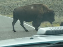 Buffalo 'right of way'.
