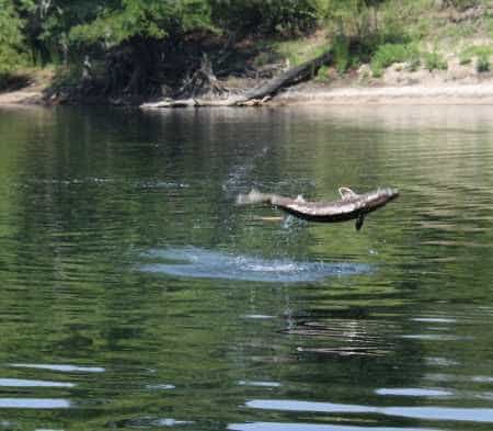 Sturgen on the Swanee river