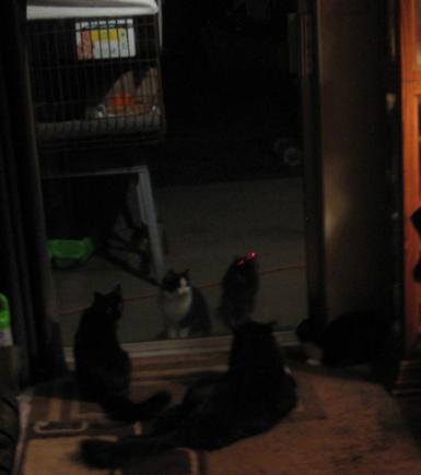 Using a Lasetr Pointer I Got To Play With The Feral Kittens WHile Our Resident Cats Looked On! It Was O Dark 30!