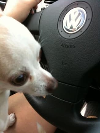 My dog even likes VW ;)