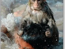 hitman monkey drowns boy