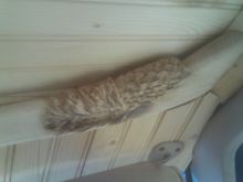 custom wood roof, (passenger side)