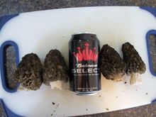 mushrooms (2)
