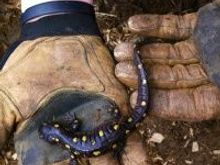 Craziest salamander I've ever seen.. Especially for VT..