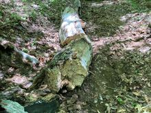 Rotten but very heavy dead tree across trail - towed away via Cherokee May 2024