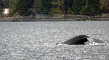 Brown bears, swans, orcas, seals, otters, eagles, all in one cove, depending on the season.