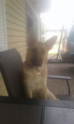 This is my 6mo old German Shepherd 
Named Miak. (Pronounce Mee-Ka)
She also goes everywhere with me
And loves both of my jeeps lol.