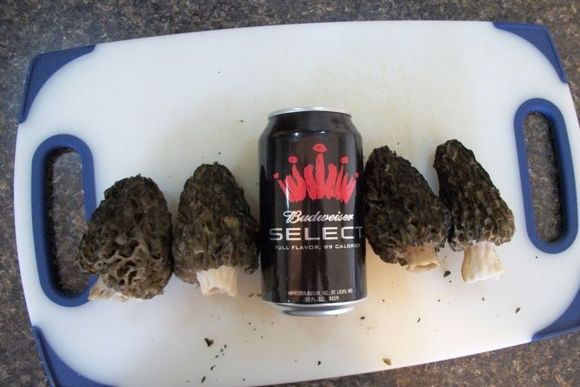 mushrooms (2)