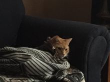 My cat is to lazy to hunt rodents. 