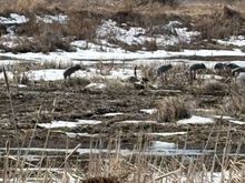 In this area of the bay as you drive down to Long Point. 