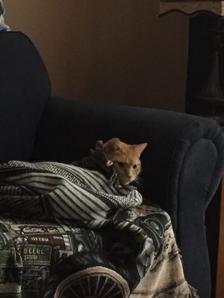 My cat is to lazy to hunt rodents. 