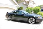 mustang