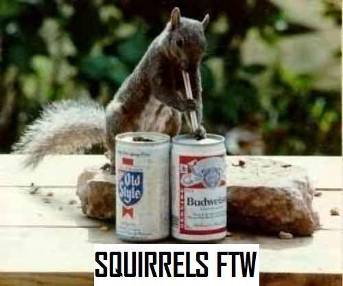 squirrels