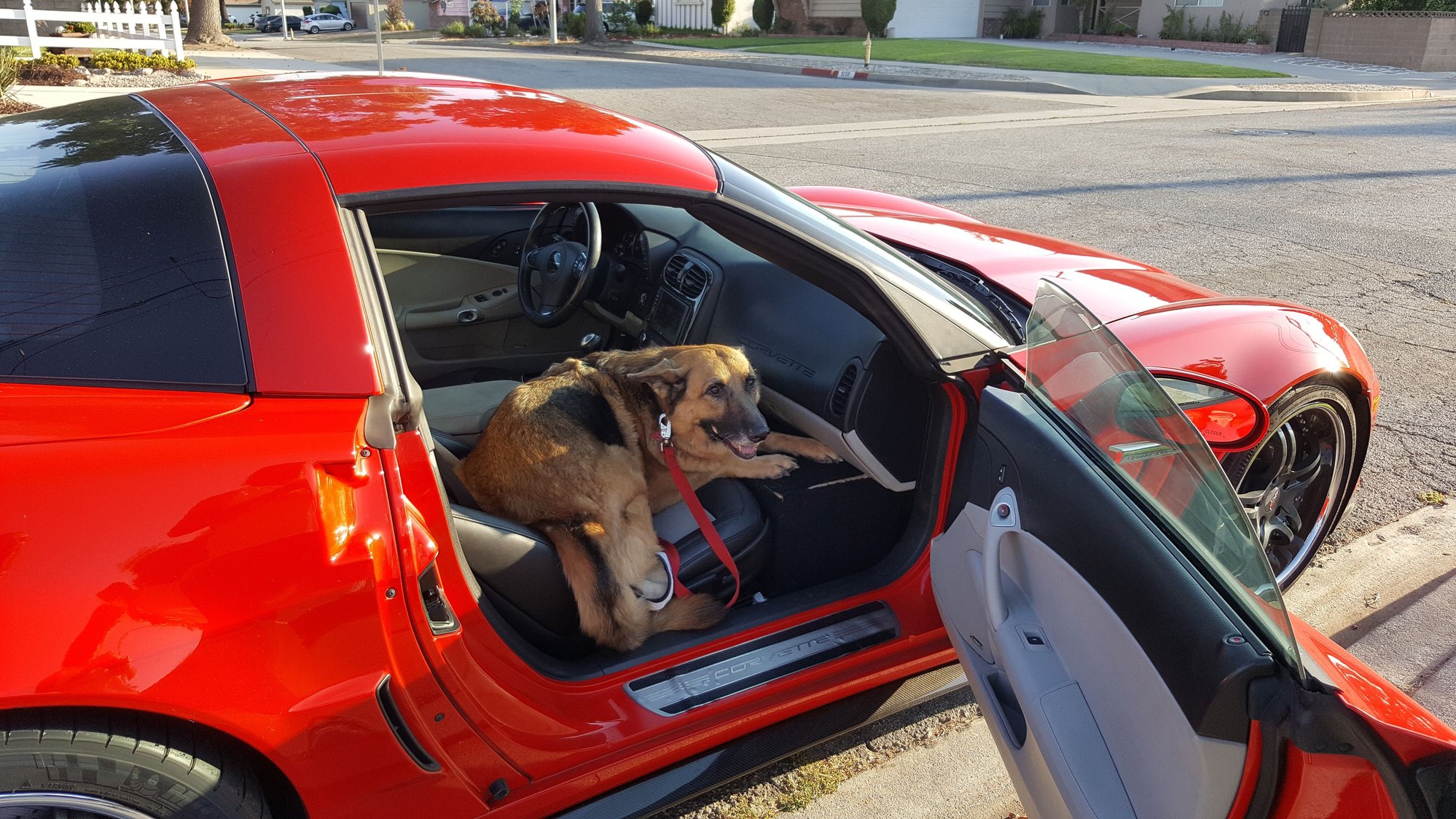 Your dog and your car. Page 14 CorvetteForum Chevrolet Corvette Forum Discussion