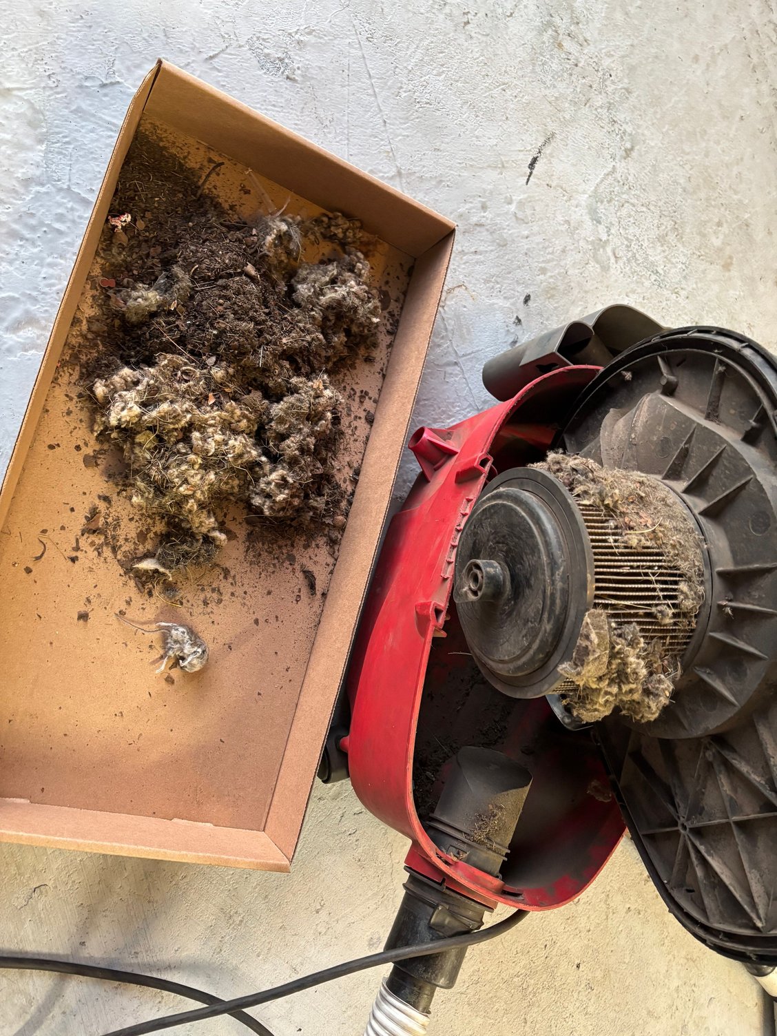 Here’s the result of my search. Removed the blower motor (it was pretty clean). Reached up through the vent system and felt the nest. I used a small flexible vacuum hose without a nozzle so I could move and reshape the end with my hand to bend and squeeze to get into the nooks and crannies. I think I got almost everything in the vent system. 