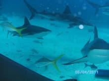 Shark Diving with Stuart Cove Bahamas
