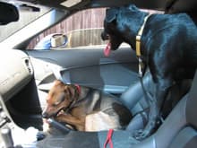 The dogs like the C6...
